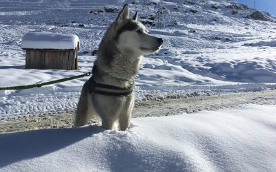 Travelvideo: sneeuw, husky’s en yurts in Les Menuires