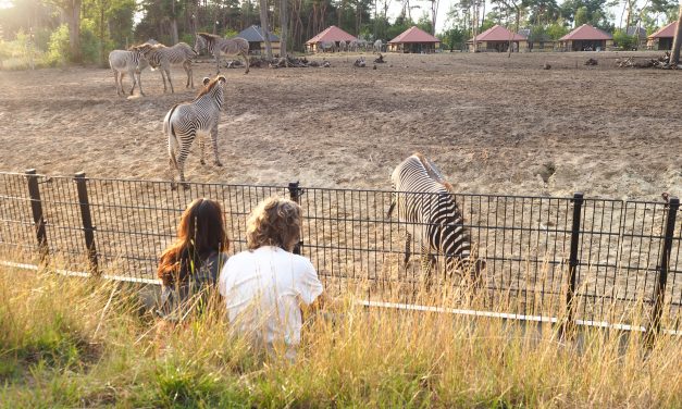 Logeren in Safari Resort Beekse Bergen